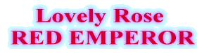 Lovely Rose GROUP